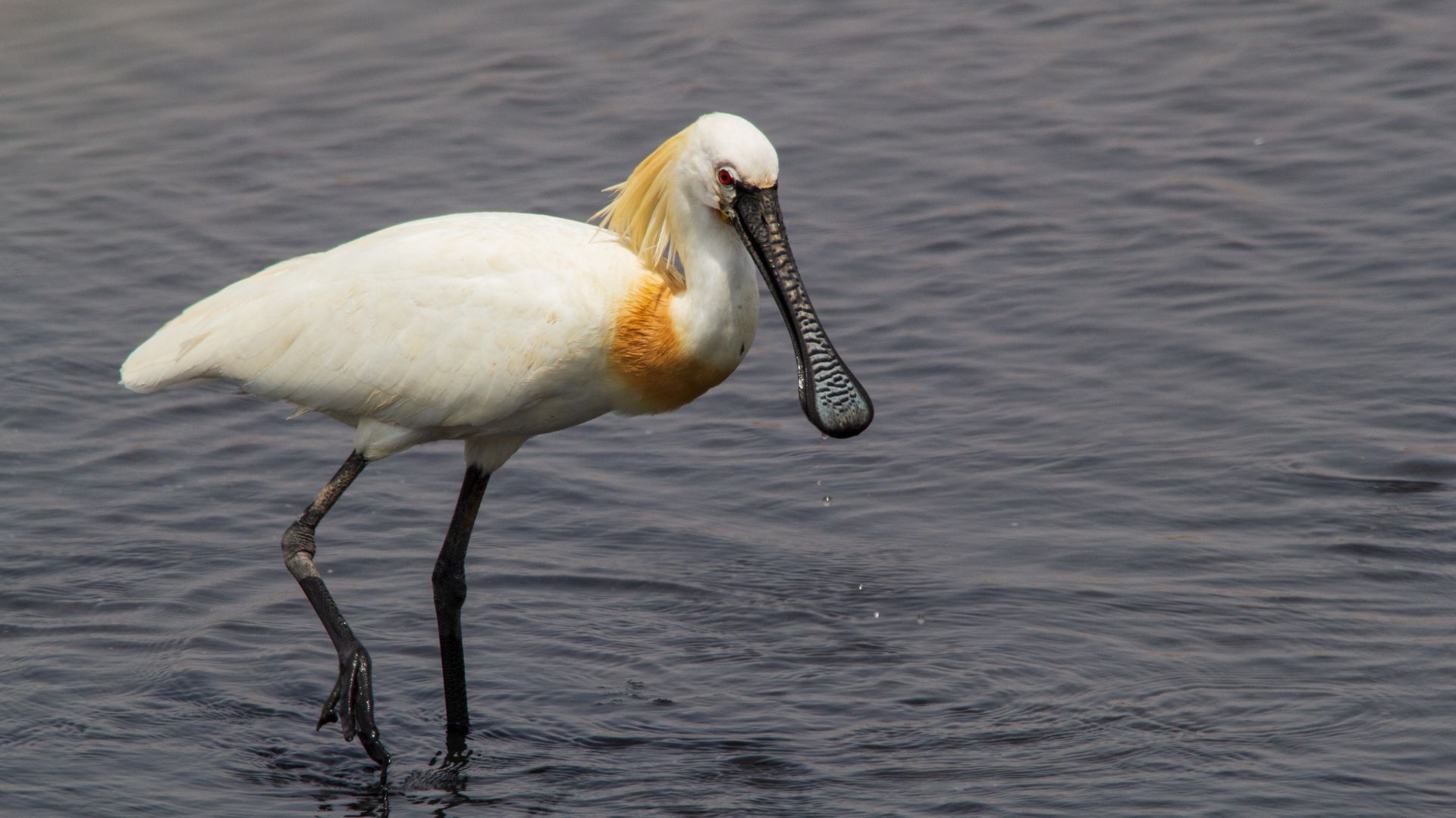 Places To See Migratory Birds In India And The Best Time To Spot