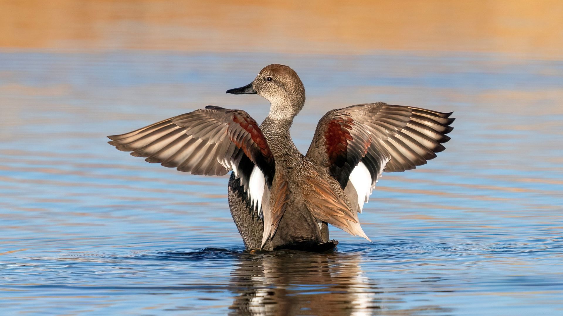 Places To See Migratory Birds In India And The Best Time To Spot