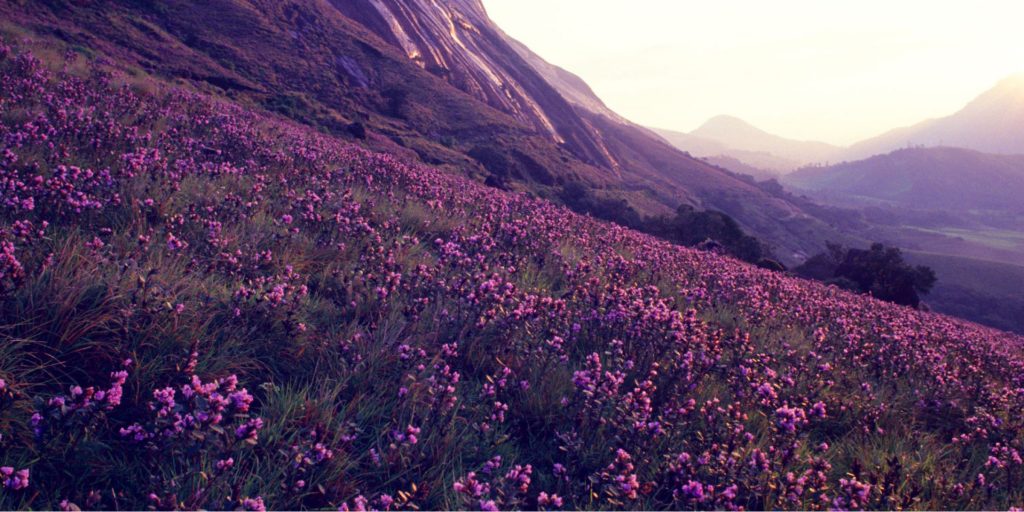 The Magical Neelakurinji Flower: India's Once-in-a-Lifetime Bloom | Let's  Talk Geography