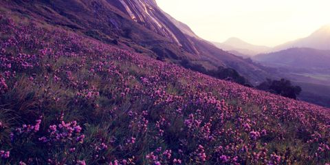 This Once-In-12-Years Full Bloom in Munnar is Every Nature Lover's Dream Trip