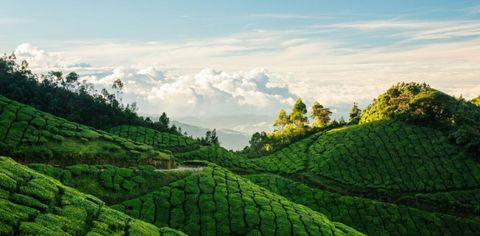 7 Tea Estates In India To Appease To The Chai Lover In You