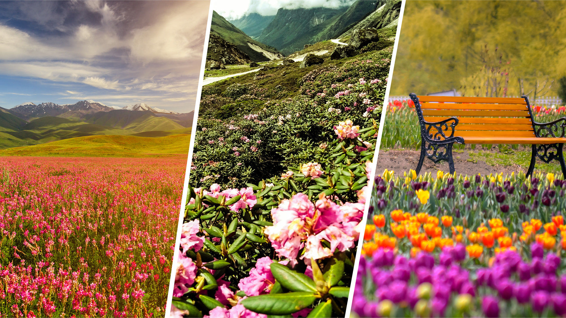 6 Flower Valleys In India Straight Out Of Wallpapers