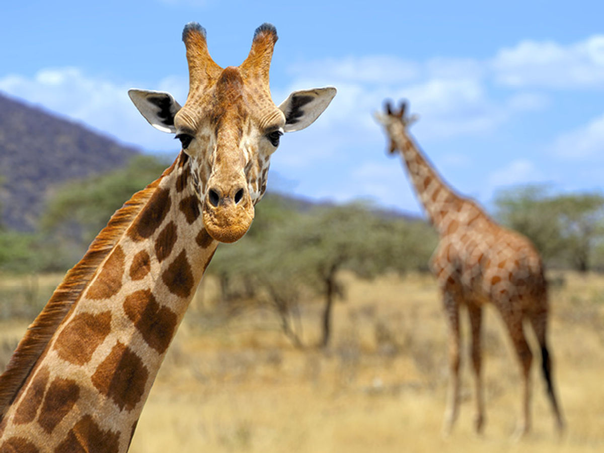 Well Done, Humans! We've Successfully Managed To Put Giraffes In The '