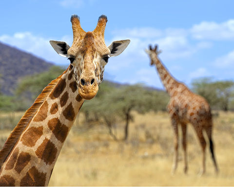 Well Done, Humans! We've Successfully Managed To Put Giraffes In The ‘Critically Endangered’ Category