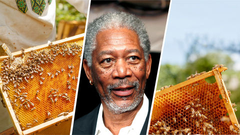 Millennials Take Note: Morgan Freeman Converted His 124-Acre Ranch Into A Bee Sanctuary