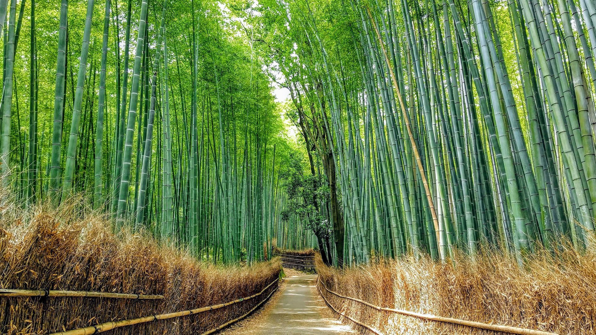 Sagano Bamboo forest in Arashiyama Kyoto Japan