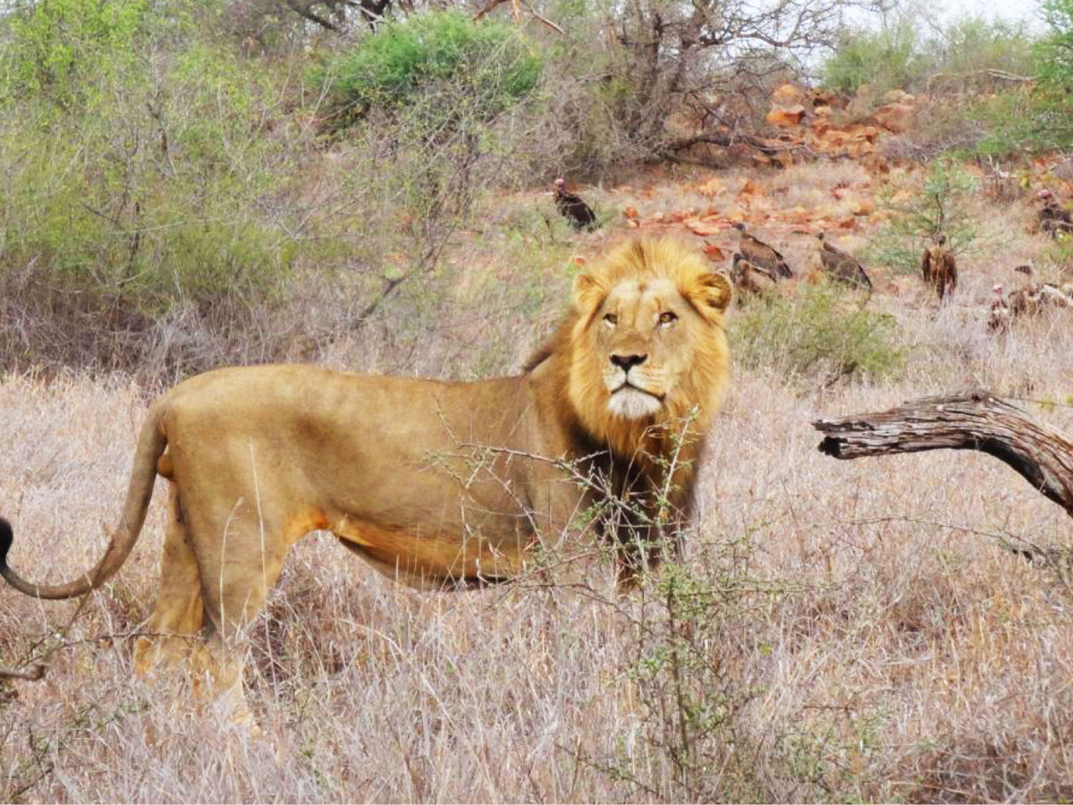 LIONS WE LOST IN 2022 - SABI SANDS GAME RESERVE'S FAMOUS LIONS