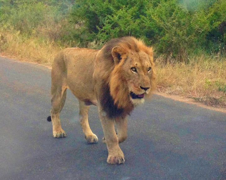 Lion