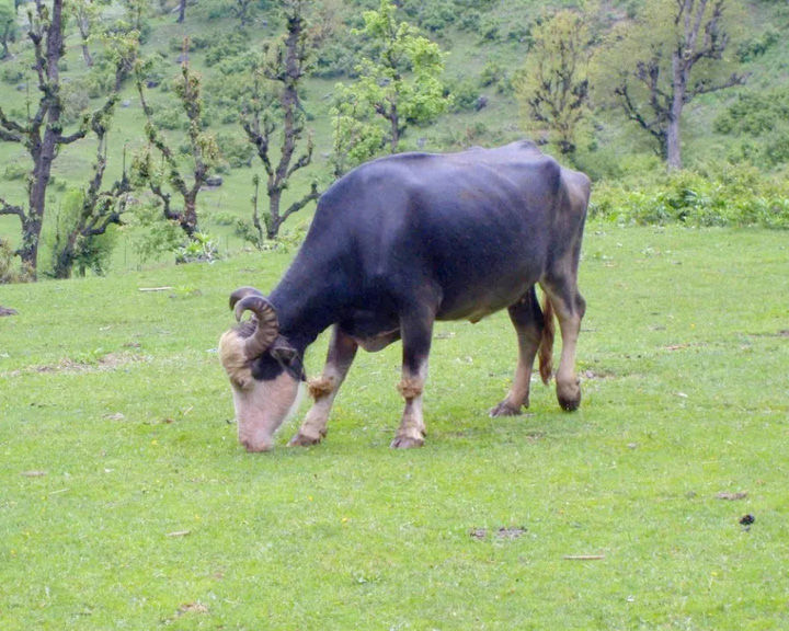 This Cheese Factory In Kashmir Will Redefine Your Purpose Of Visiting