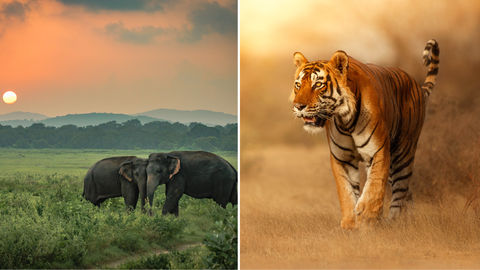 5 Impressive Wildlife Parks In Maharashtra That You Must Explore This Year