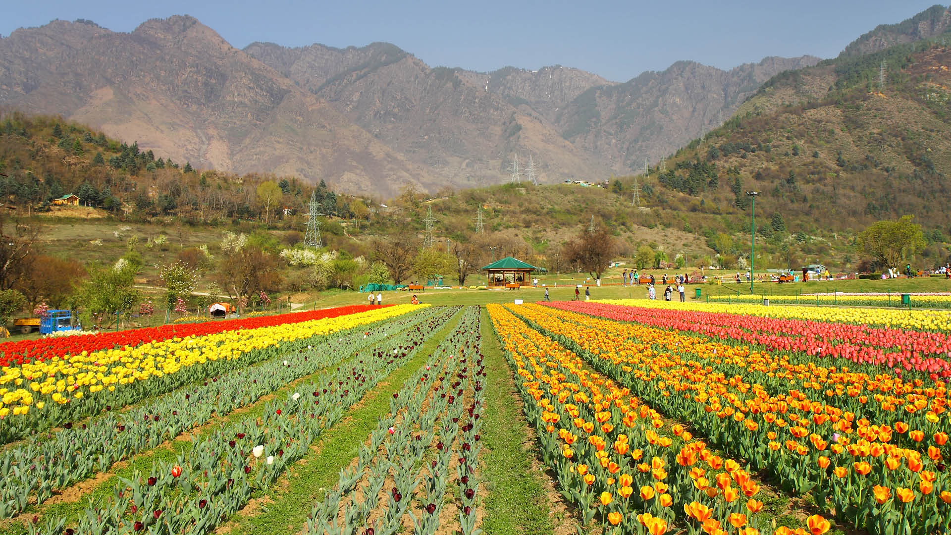 Tulip Festival In Kashmir Puts Up A Stunning Display Of Nature's Beaut