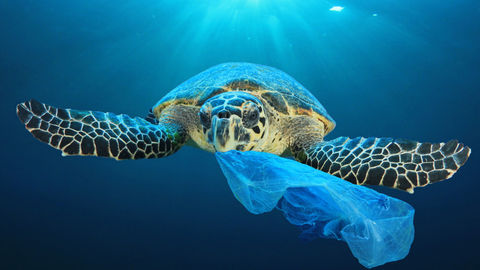 187 Countries (Excluding US) Joined Hands To Combat Plastic Pollution
