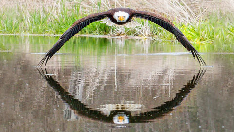 This One-Of-Its-Kind Picture Of An Eagle Is The Photo Of The Year