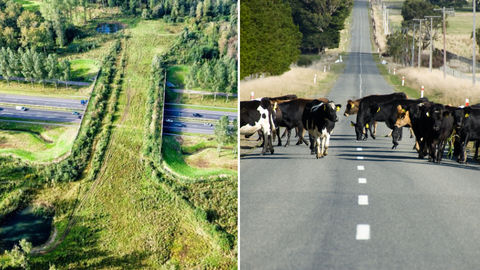 Noida, NCR Soon To Build An Over-Bridge For Animals So That They Can Cross Highways Safely!