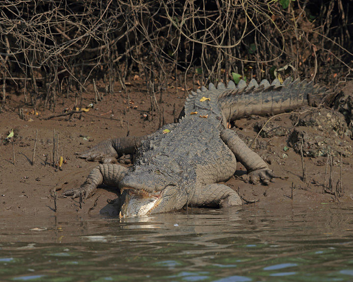 Zacaris crocs online