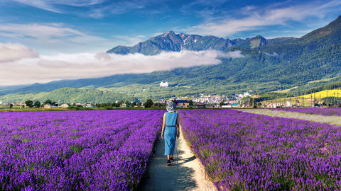 Forget France, Japan Has The Dreamiest Lavender Fields You Need To See