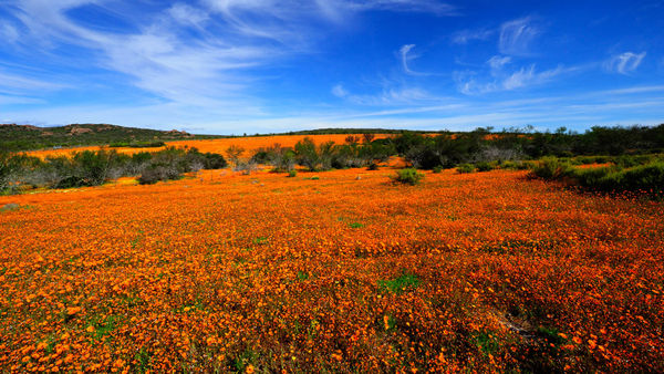 Explore Namaqua National Park: South Africa’s Very Own La La Land