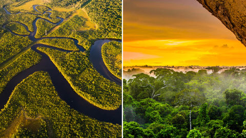 Development Or Survival? Brazil’s Amazon Rainforest Is Paying The Price