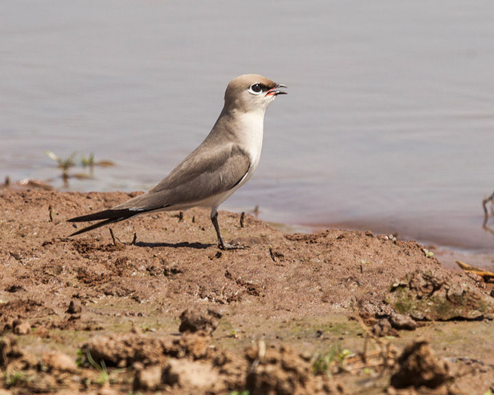 Satpura National Park