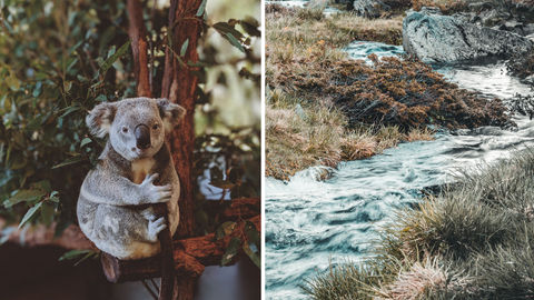 Heading To Australia? Say Hi To The Koalas Of Kennett River!