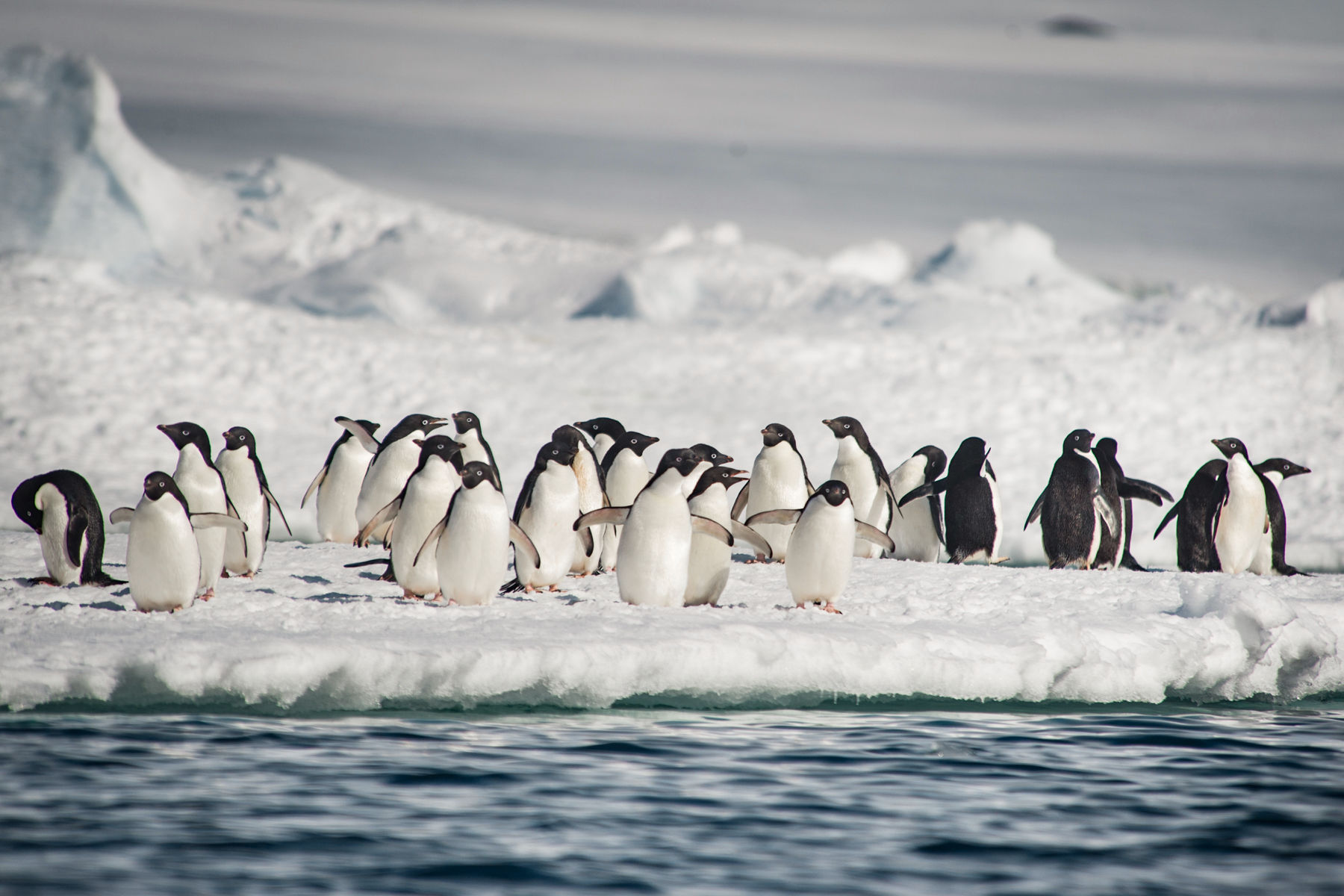 Antarctica Expedition