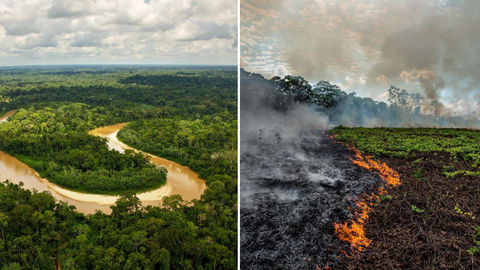 The Amazon Rainforest Is Screaming, Here's Why You Should Listen