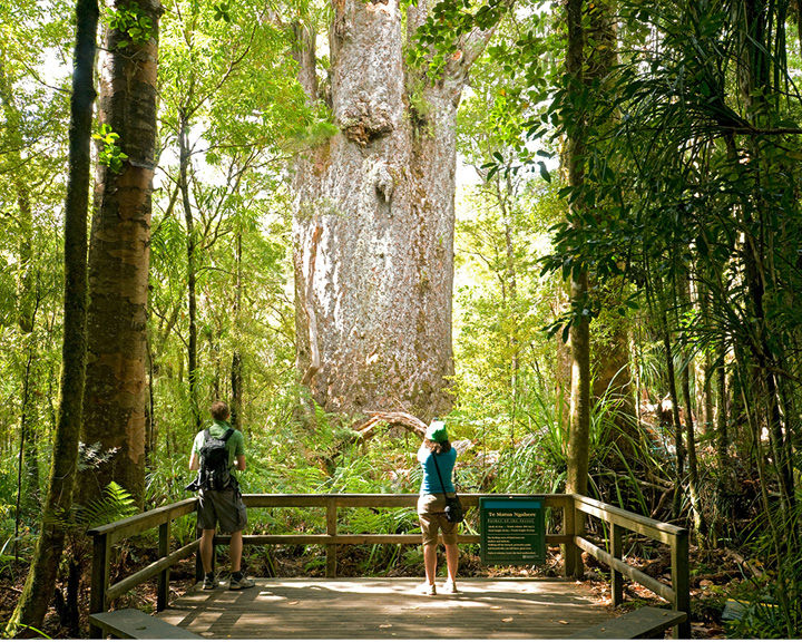 Kauri Trees Maori Culture