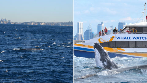 Bucket List Material: Put Whale Watching In Sydney On Your Itinerary RN!