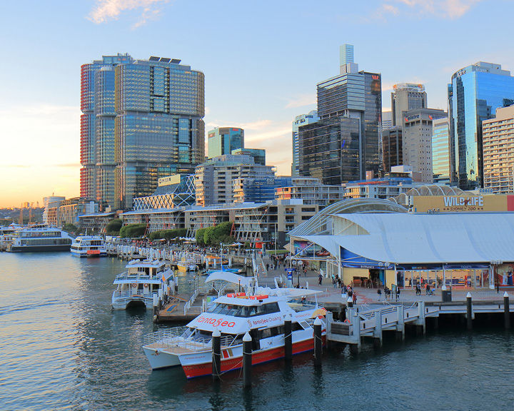 Whale Watching In Sydney