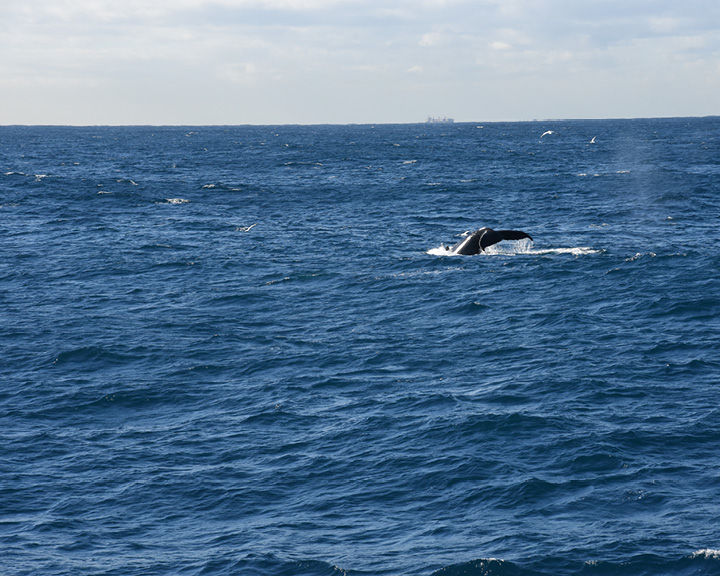 Whale Watching In Sydney