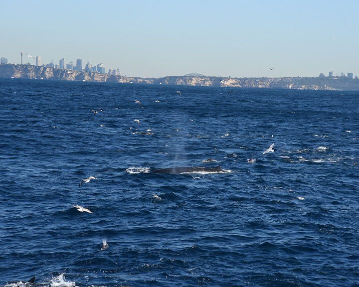Whale Watching In Sydney