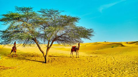Jaisalmer Tells A Story Of Sun & Sand Through A Stunning Photo Feature!