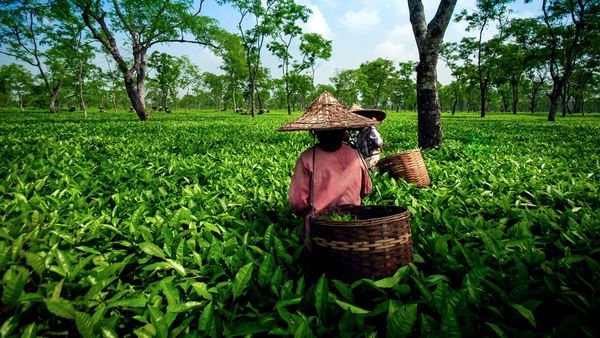 Explore The Tea Gardens Of Northeast India To Find Your Perfect Cup!