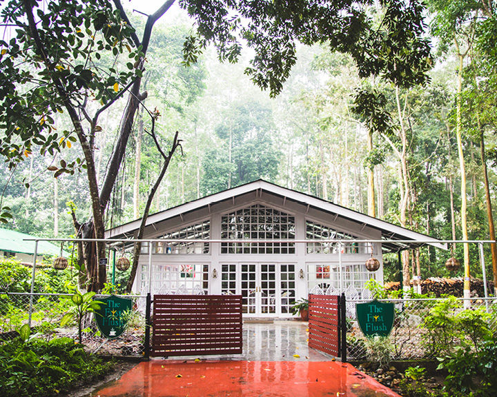 Tea Gardens In Northeast India