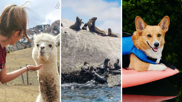 Discover A New Way to Meet Animals‎ With Airbnb Animal Experiences