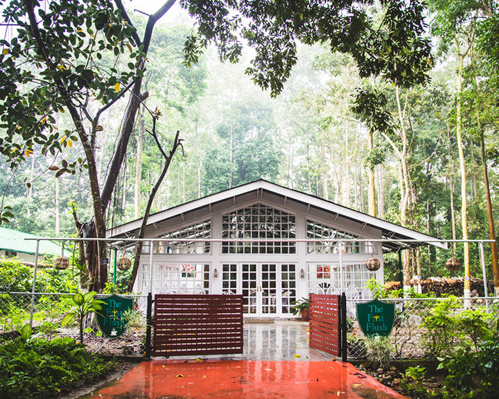 Tea Trail In Assam