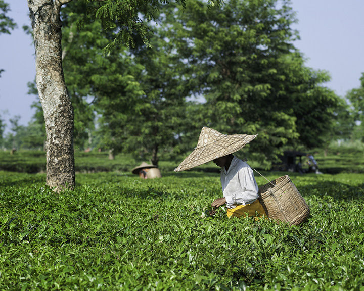 Tea Trail In Assam