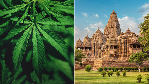 Madhya Pradesh Government Set To Legalise Cannabis Cultivation