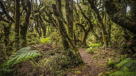 Explore These Mesmerising Forests That Seem Like They've Come Straight Out Of Fairy Tales!