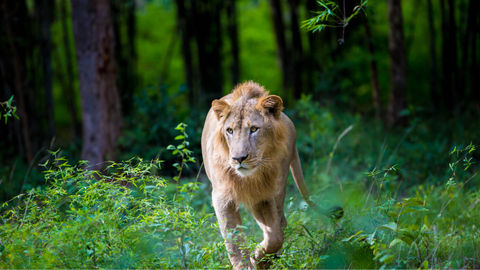 After 29 Years, The Kuno Palpur Wildlife Sanctuary Welcomes Asiatic Lion