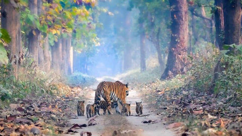 This Touching Photo Instills Hope About India's Rising Tiger Population
