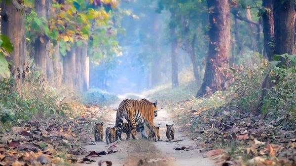 This Touching Photo Instills Hope About India’s Rising Tiger Population