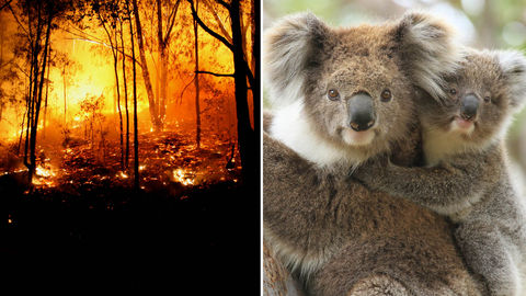 Australian Bushfire Wipes Out Half The Population Of Koalas  