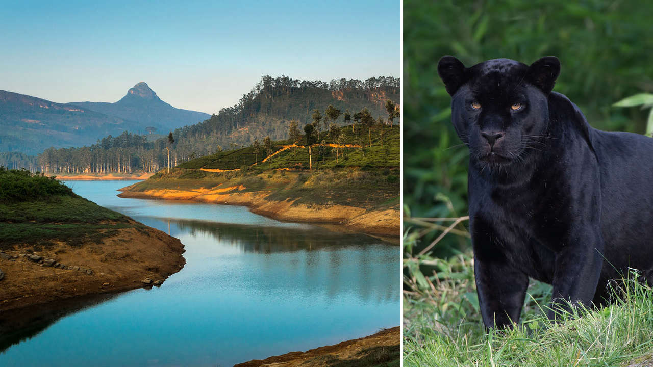 A black leopard classified as rare in Sri Lanka. We missed you