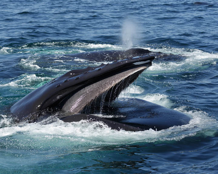 An Encounter With Humpback Whales In The Waters Off The Boston Coast