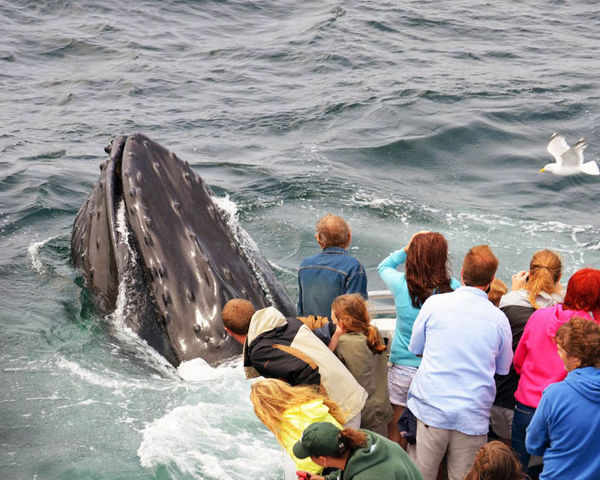 An Encounter With Humpback Whales In The Waters Off The Boston Coast