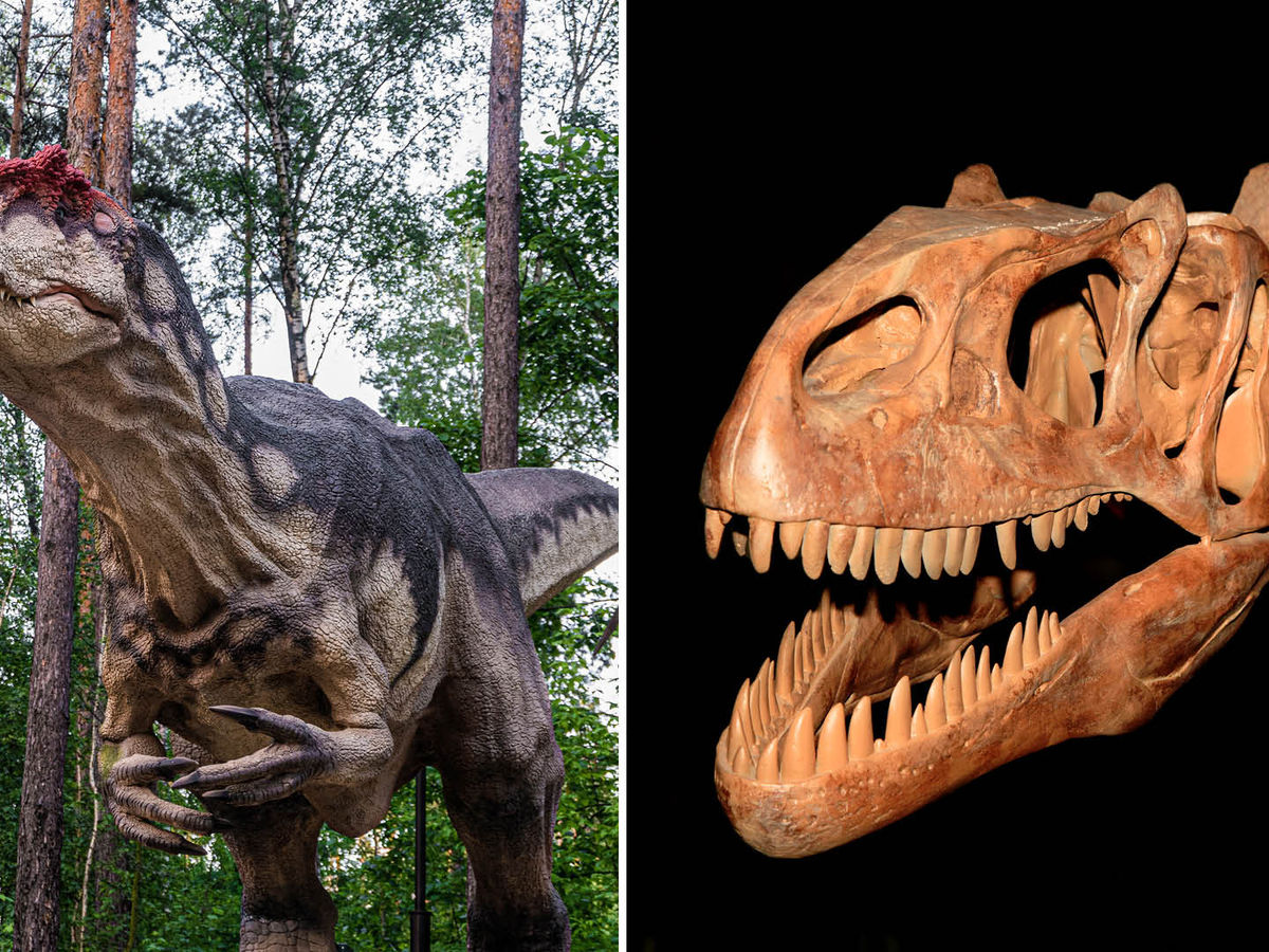 Oldest Of It's Kind, New Species Of Allosaurus Discovered In Utah