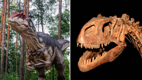Oldest Of It's Kind, New Species Of Allosaurus Discovered In Utah
