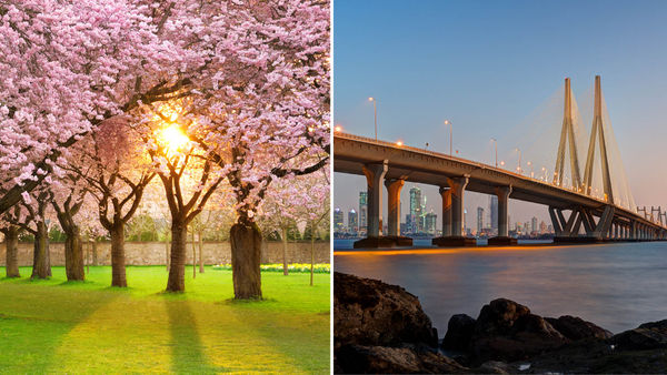 Ditch Japan, Now Head To Mumbai To See Cherry Blossoms In Full Bloom!