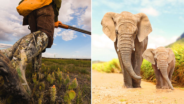Humanity Is Lost As Botswana Is Selling Licenses To Kill 70 Elephants